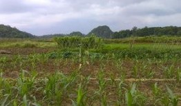 嘉禾望岗娱乐吃瓜地,揭秘网红聚集地的幕后故事